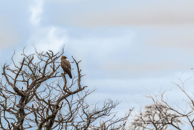 Low angle view of bare tree against sky