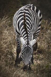 Zebra standing in a field