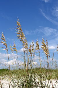 Close-up of plants against sky