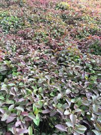 Full frame shot of plants