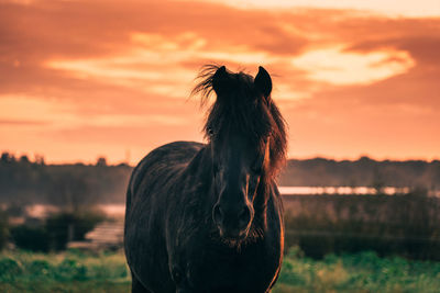 Close-up of a horse on field during sunset