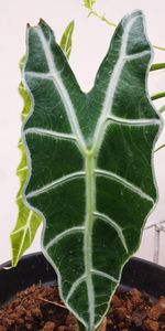 Close-up of green leaf