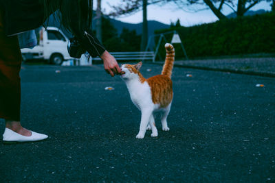 Cropped hand of woman feeding to cat on street