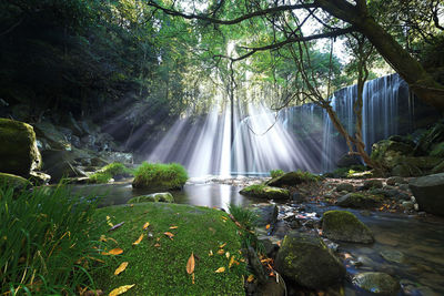 Scenic view of waterfall in forest