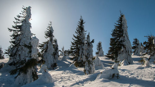 Trees on snow covered land against sky