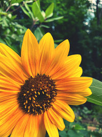 Close-up of yellow flower