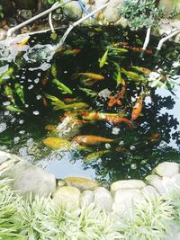 High angle view of fish swimming in lake