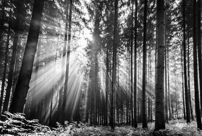 Sunlight streaming through trees in forest