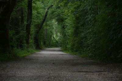 Road amidst trees in forest