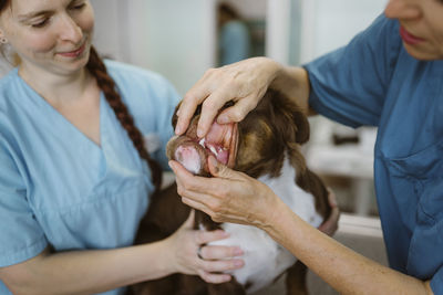 Mature female veterinarian opening mouth of bulldog by nurse in veterinary clinic