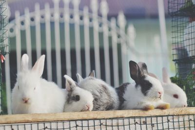 Rabbits relaxing on cage