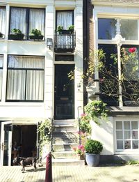 Potted plants on house window