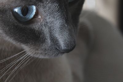 Close-up portrait of cat