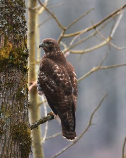 Close-up of eagle perching on branch