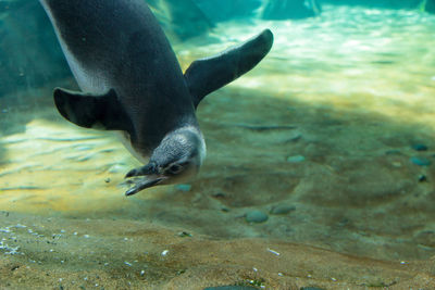 Close-up of penguin swimming in sea