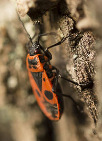 Close-up of insect