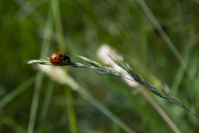 Close-up of ladybug on plant