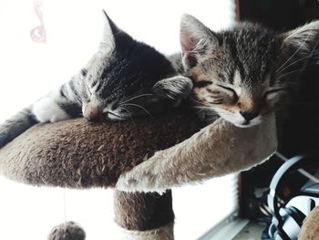 Close-up of a cat sleeping