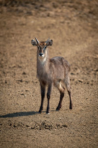 Young male common waterbuck stands on gravel