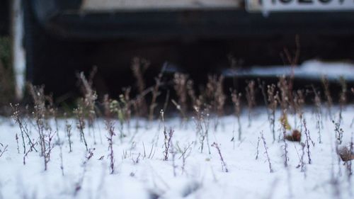 Close-up of plants during winter