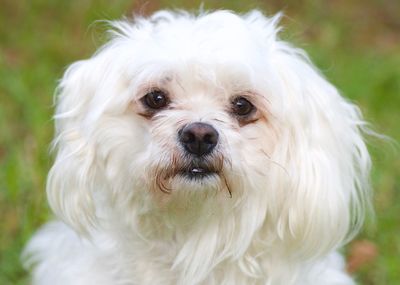 Close-up portrait of white dog