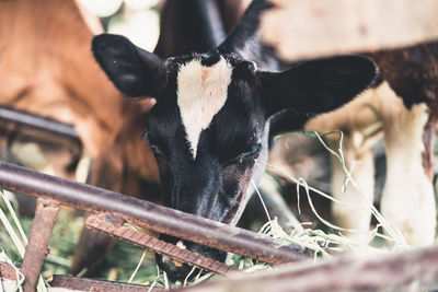 Close-up of a horse