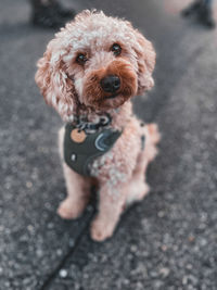 Close-up of dog