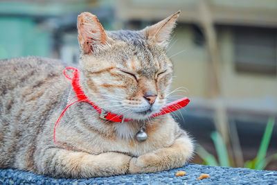 Close-up of a cat looking away