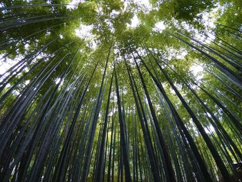 Low angle view of bamboo trees in forest