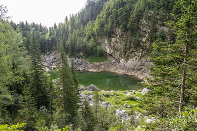 Panoramic view of trees in forest