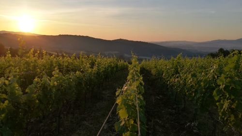 Scenic view of vineyard against sky during sunset