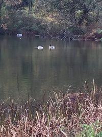 Ducks swimming in lake