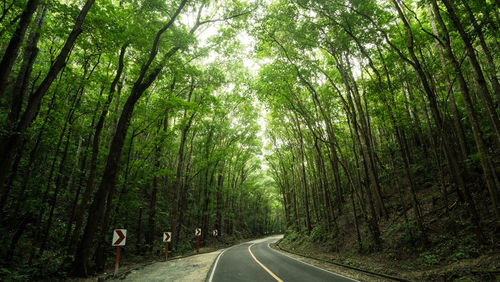 Road amidst trees in forest