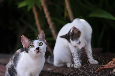 Portrait of white cat with kitten