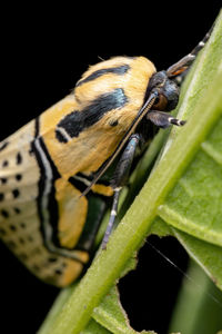 Close-up of butterfly on leaf