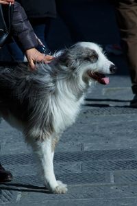 Dog standing on footpath