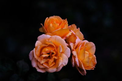 Close-up of orange rose against black background