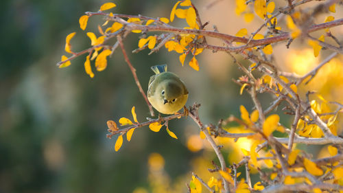 Close-up of bird on branch against blurred background