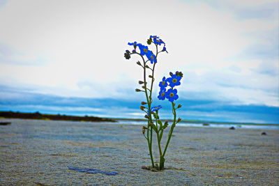 Plant growing in sea against sky