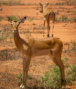 Deer standing in a field