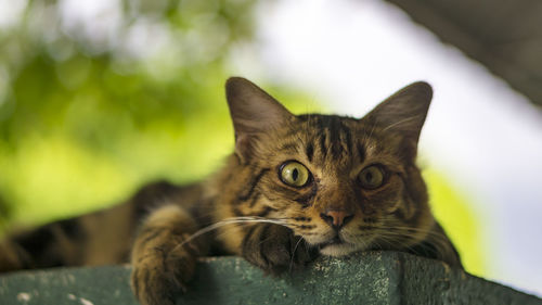 Close-up portrait of cat