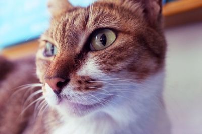 Close-up of cat looking away