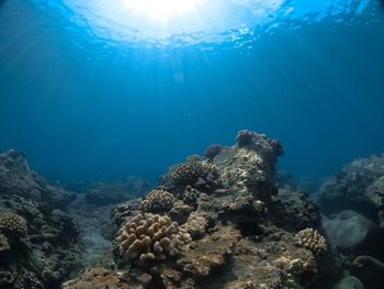 View of coral underwater