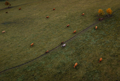High angle view of crab on field by sea