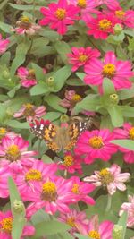 High angle view of insect on pink flowers