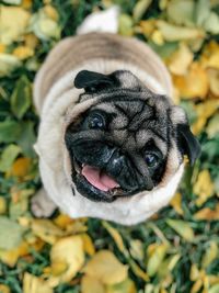 Close-up portrait of a dog