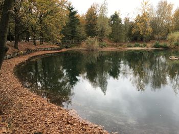 Reflection of trees in water