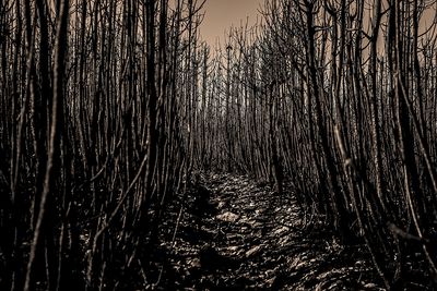 Full frame shot of bamboo trees in forest