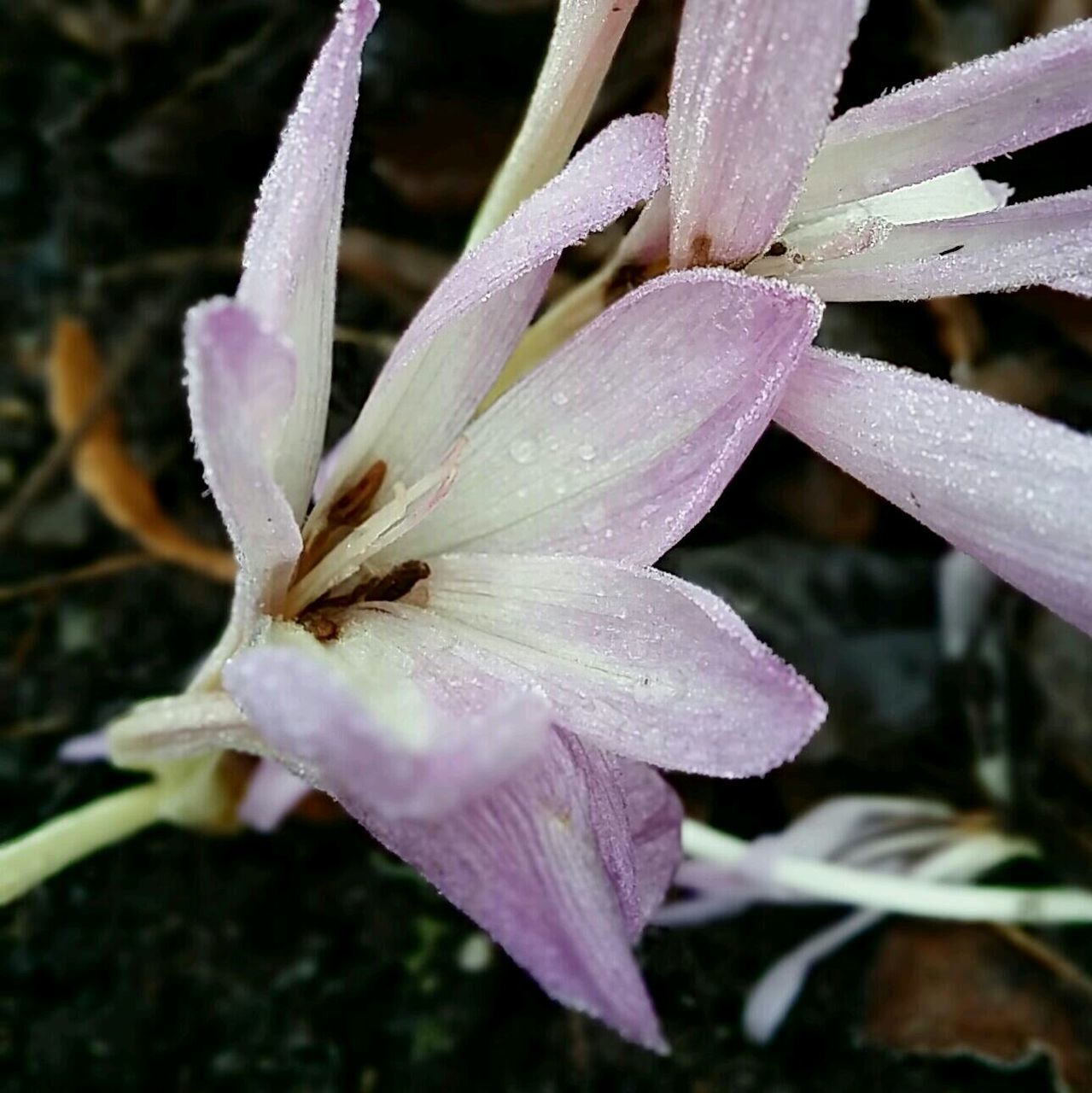 flower, freshness, petal, fragility, flower head, growth, close-up, drop, beauty in nature, wet, nature, water, blooming, focus on foreground, plant, dew, single flower, in bloom, pollen, purple