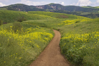 Scenic view of agricultural field